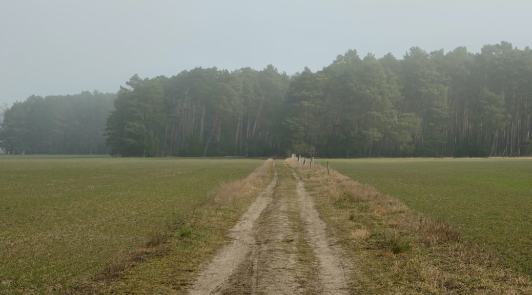 Fotoaufnahme einer brandenburgischen Landschaft: In der Mitte von zwei grünen Wiesen ist ein Feldweg, der zu einem belaubten Wald führt.